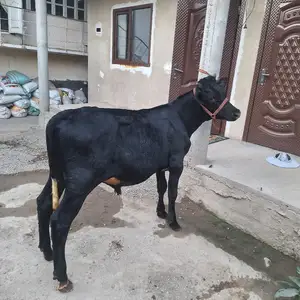 Букача, Вахдат