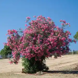 Алиандра, Худжанд