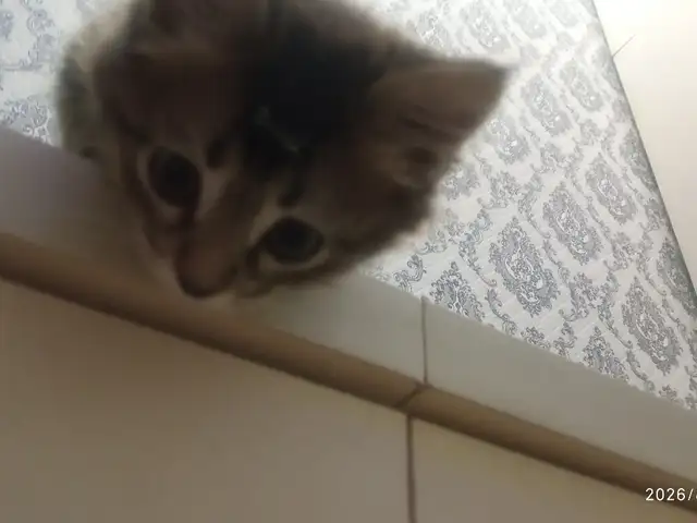 Котята, Душанбе