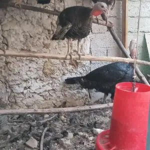Индюки, Турсунзаде