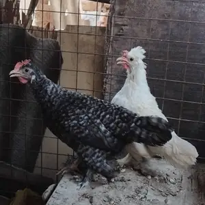 Мургу хурус Японча, Худжанд