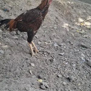 Дакан, Турсунзаде