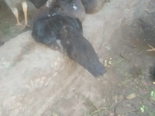 Утка, Бобоҷон Ғафуров