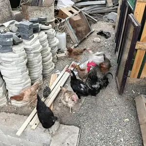 Тухмкун, Душанбе