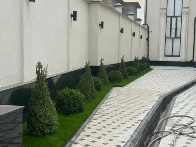 Шамшод Вечнозелёные, Душанбе