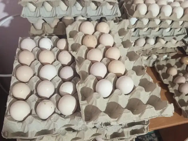 Тухми хонаги, Абдурахмони Джоми