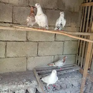 Кафтар, Абдурахмони Джоми