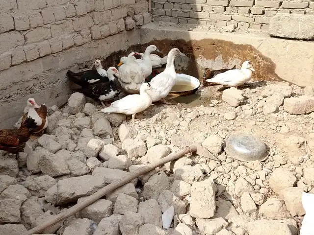 Тухуми урда, Конибодом