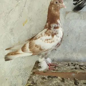 Кафтар, Душанбе