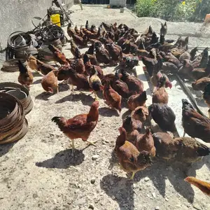 Мургхои ломан браун ва рябушка, Душанбе