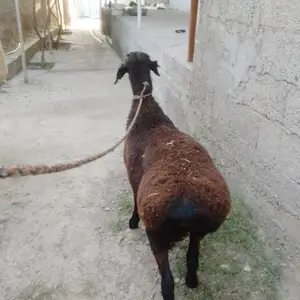 Барра, Душанбе