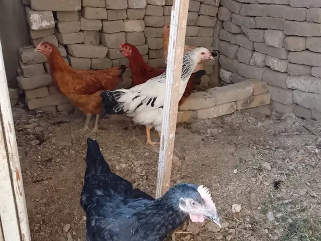 Чучахо, Худжанд