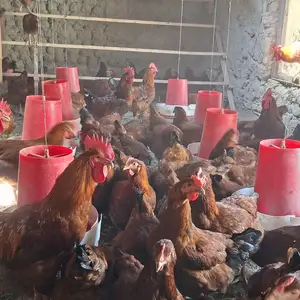 Тухми ломан браун корея, Худжанд