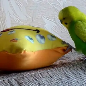 Попугай, Душанбе