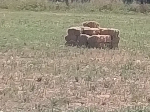Пресси алафи табии, Душанбе