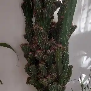 Кактус Горная скала, Душанбе