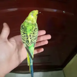Попугай, Душанбе