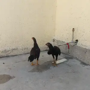 Дакан, Душанбе