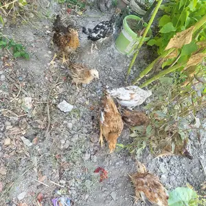 Чучаи Ломан браун, Панҷакент