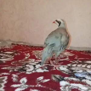 Кабк, Душанбе