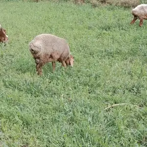 Кучкор, Худжанд
