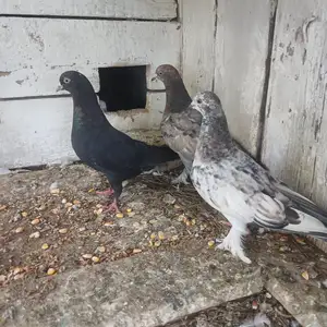 Кафтар, Ҳисор