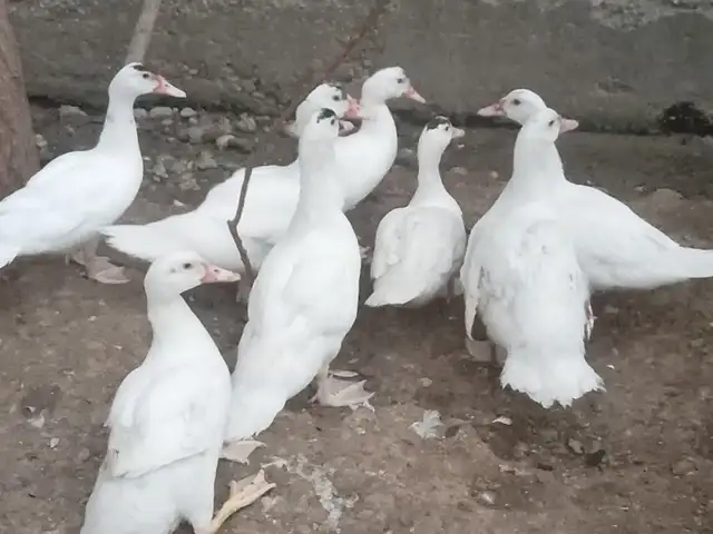 Индоутка, Хуҷанд