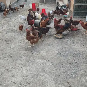 Мурги ломан браун, Худжанд