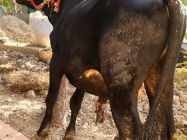 Бука, Вахдат