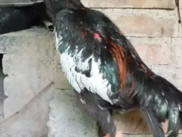 Тухми дакан, Гиссар