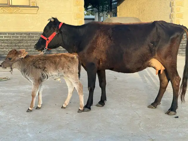 Гови буқачадори, Бохтар (Курган-Тюбе)