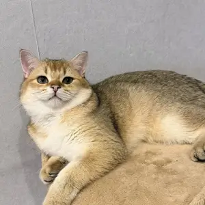 Вязка Золотая шиншилла, Душанбе