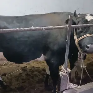 Гов, Худжанд