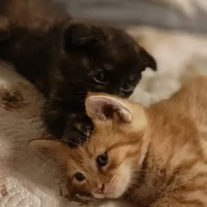 Шотландские котята, Душанбе