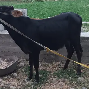 Буқа, Душанбе
