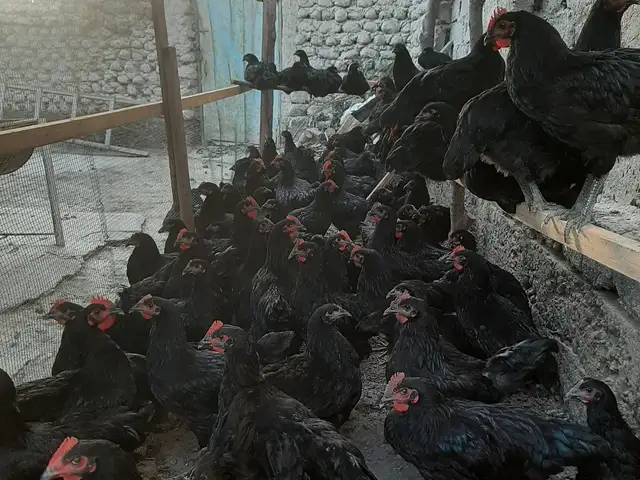 Хуруси Джерси гигант, Хуҷанд