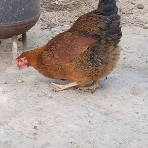 Курица, Душанбе