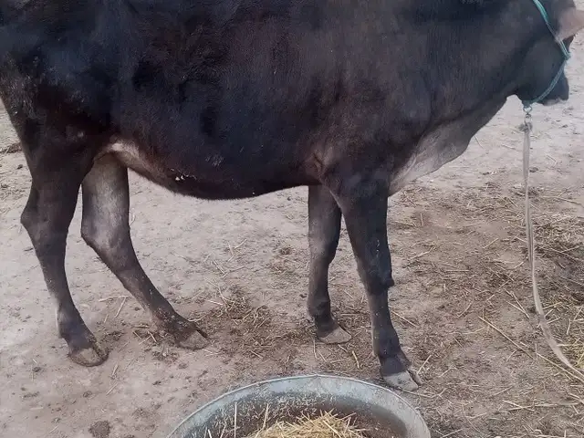 Гуночин, Ваҳдат