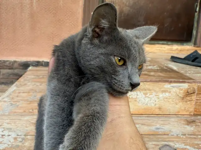 Кошка, Душанбе