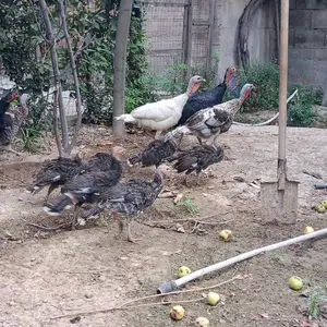 Индюки, Душанбе
