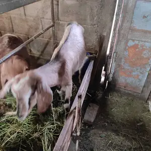 Буз, Канибадам