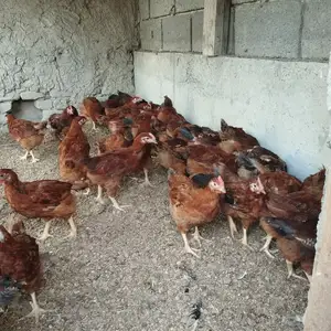 Хуруз чуча, Худжанд