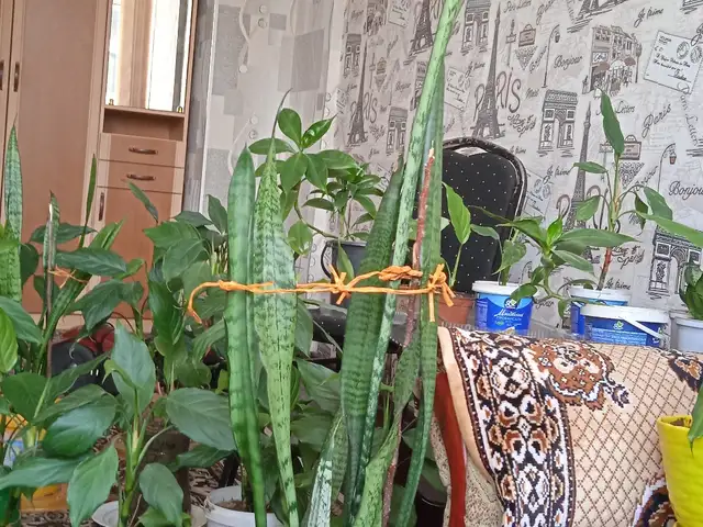 Гули хонаги, Душанбе