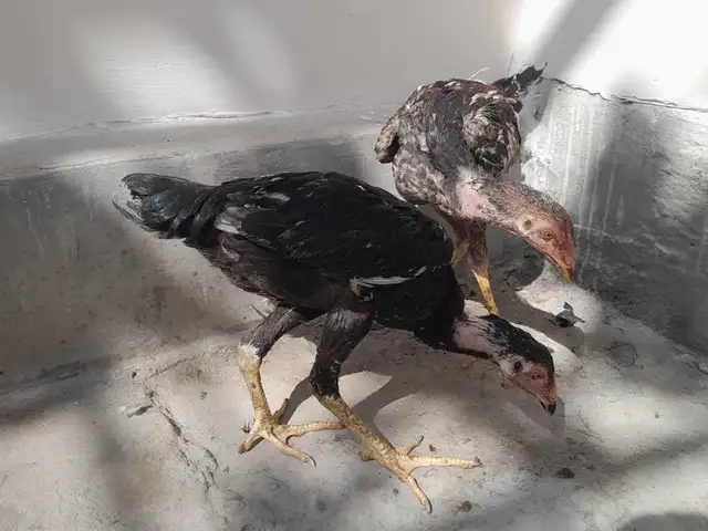 Дакан, Конибодом
