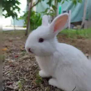 Кролик, Душанбе