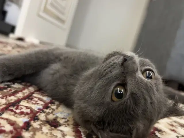 Шотландская кошечка, Душанбе