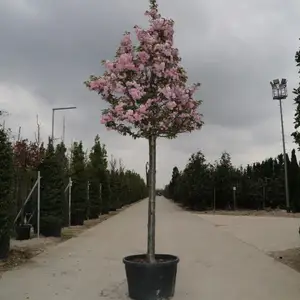 Дарахти Канзан, Душанбе