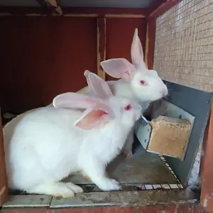 Харгушои хиколь, Душанбе