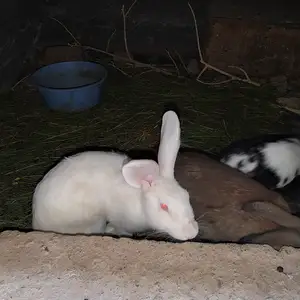 Харгуш, Турсунзаде