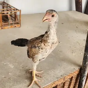 Дакан, Худжанд